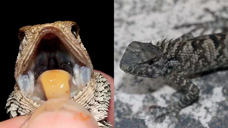 Fotografias da nova espécie de iguana descoberta na China - Divulgação/Huang et al., ZooKeys 2023