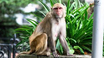 Imagem ilustrativa com macaco-rhesus - Foto por Rajesh Balouria pelo Pixabay