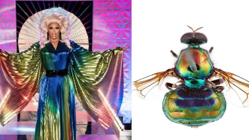 A drag queen RuPaul e a mosca Opaluma rupal - Divulgação/CSIRO