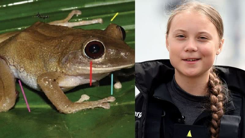 Sapo em montagem com Greta - Divulgação/ZooKeys/Getty Images