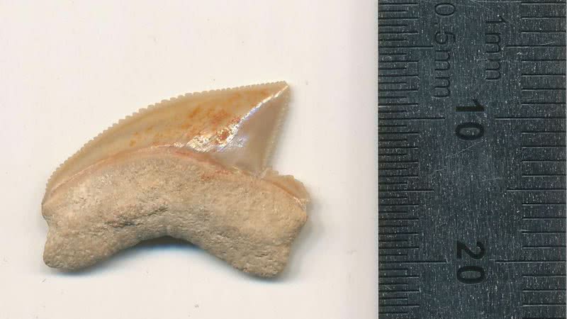 Dente fossilizado de tubarão encontrado em Jerusalém - Divulgação / Omri Lernau