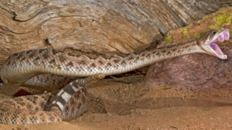 Cobra da família Viperidae / Wikimedia Commons