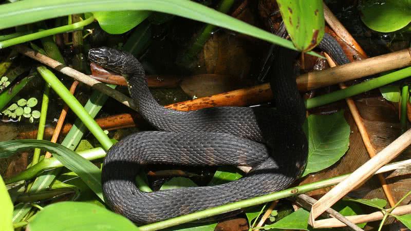 Cobra d'água da Flórida, espécie encontrada nas orgias - Wikimedia Commons