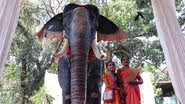 Fotografia do robô elefante no templo - Divulgação/ PETA