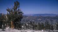 Árvore de Pinus longaeva na Antiga Floresta de Pinheiros Bristlecone - Foto por JERRYE AND ROY KLOTZ MD pelo Wikimedia Commons