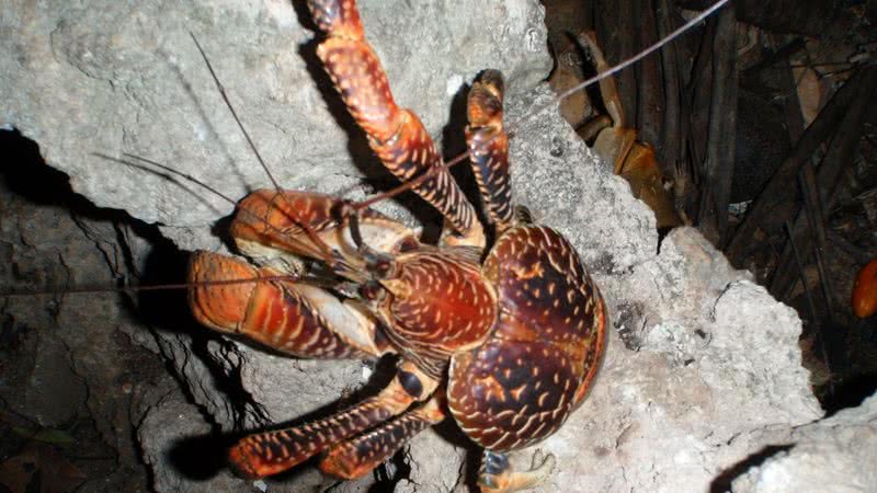 O caranguejo-dos-coqueiros (Birgus latro) - Olivier Lejade via Wikimedia Commons