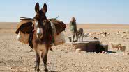 Fotografia de um burro no deserto do Saara; imagem meramente ilustrativa - Foto por jacqueline macou pelo Pixabay