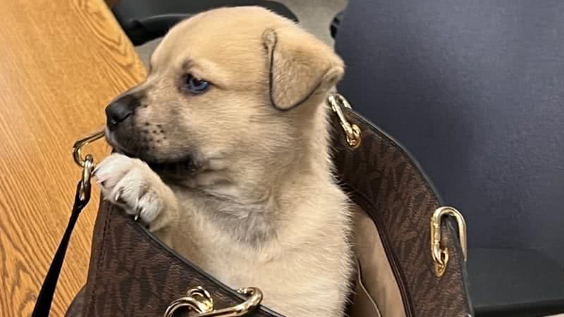 Foto do cachorro resgatado numa bolsa de grife - Reprodução/Twitter/@LAPDHQ