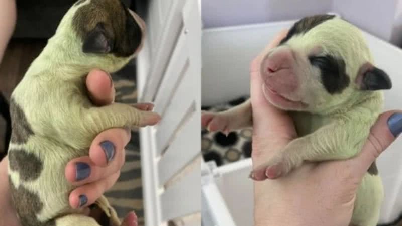 O filhote de bulldog de coloração verde que nasceu no Canadá - Divulgação/Facebook/Audra Rhys