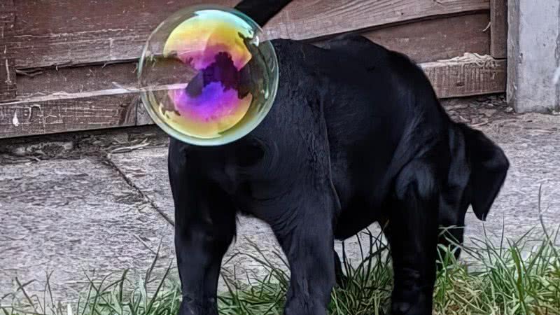 Foto de filhote de labrador que ganhou o concurso - Divulgação/Comedy Pet Photo Awards