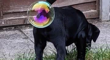 Foto de filhote de labrador que ganhou o concurso - Divulgação/Comedy Pet Photo Awards