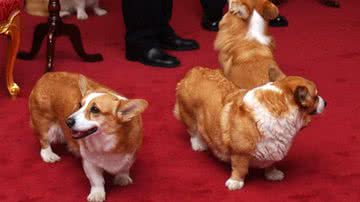 Fotografia com os cães da raça corgi da rainha Elizabeth II - Getty Images