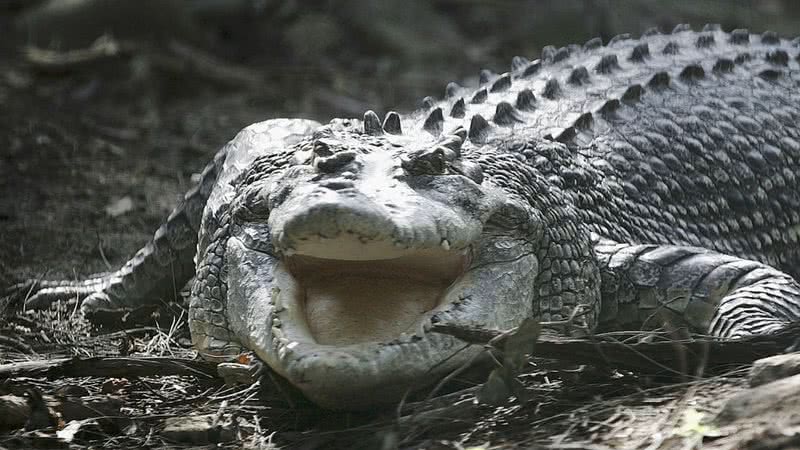 Crocodilo adulto - Getty Images