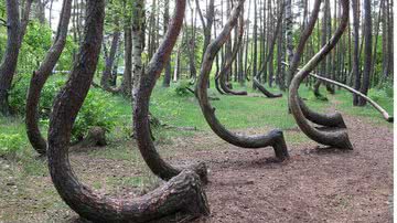 Árvores da Crooked Forest, na Polônia - Rzuwig via Wikimedia Commons