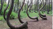 Árvores da Crooked Forest, na Polônia - Rzuwig via Wikimedia Commons