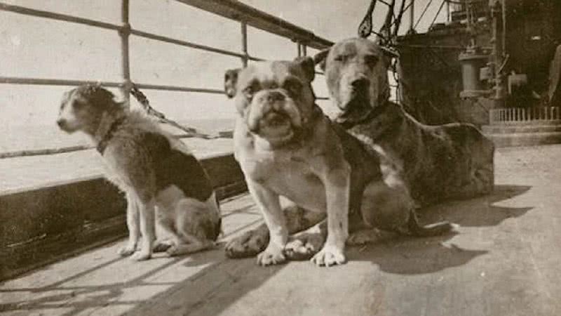 Imagem ilustrativa de cachorros que estavam a bordo do RMS Titanic - American Kennel Club