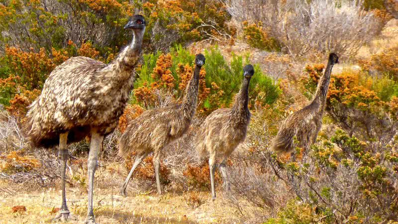 Imagem meramente ilustrativa de emus - Divulgação/ Pixabay/ MemoryCatcher