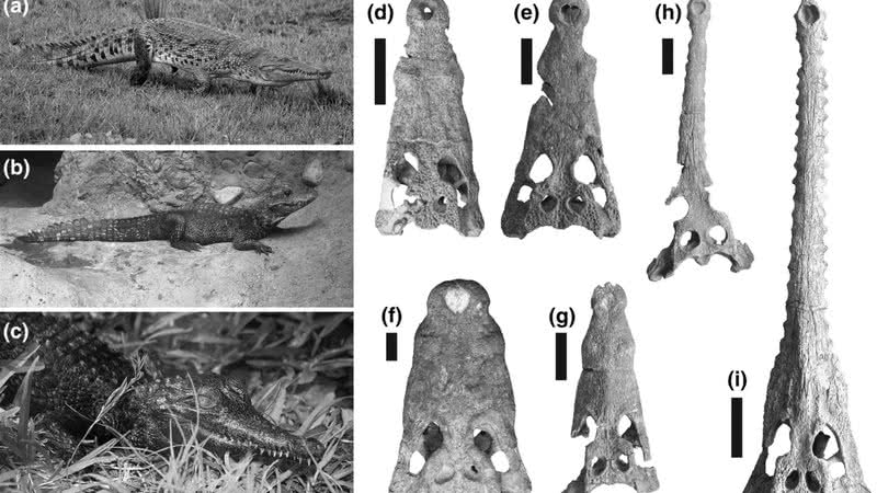 Fósseis de crocodilos entre 15 e 18 milhões de anos foram descobertos pelos pesquisadores da Universidade de Iowa - Divulgação/Christopher Brochu, Universidade de Iowa