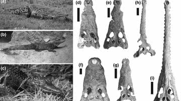 Fósseis de crocodilos entre 15 e 18 milhões de anos foram descobertos pelos pesquisadores da Universidade de Iowa - Divulgação/Christopher Brochu, Universidade de Iowa