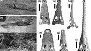 Fósseis de crocodilos entre 15 e 18 milhões de anos foram descobertos pelos pesquisadores da Universidade de Iowa - Divulgação/Christopher Brochu, Universidade de Iowa