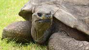 Tartaruga Jonathan, o animal terrestre mais velho vivo na atualidade - Divulgação/Guiness World Records