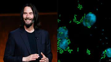 Á esquerda imagem do ator Keanu Reeves e à direita imagem de keanumicinas - Getty Images e Reprodução / Harikumar Suma, Leibniz-HKI