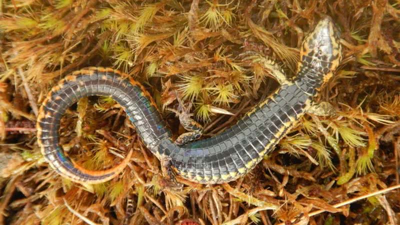 Foto da nova espécie de lagarto descoberta no Peru - Reprodução/Taxonomy