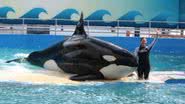 Foto da orca Lolita ao lado de sua treinadora - Divulgação/Miami Seaquarium