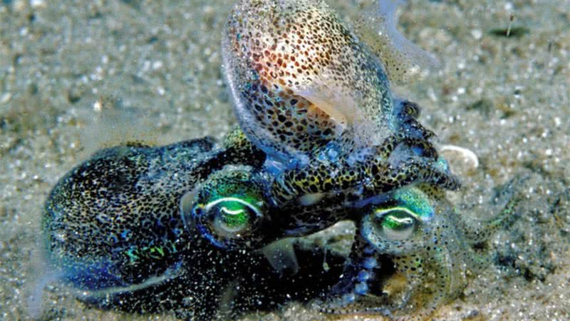 Fotografia mostrando lulas da espécie Euprymna tasmanica acasalando - Divulgação/ Biology Letters/ M.Norman