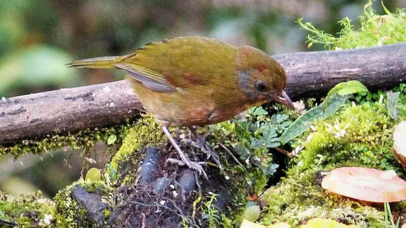 Fotografia de espécime de 'Aleadryas rufinucha', uma das espécies venenosas identificadas na Nova Guiné - Foto por gailhampshire pelo Wikimedia Commons