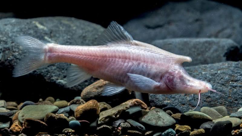 Peixe descoberto na China não tem pigmentação e tem chifre similar ao de um unicórnio mitológico - Divulgação/Xu et al. 2023