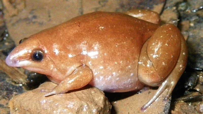 Fotografia de uma Synapturanus mesomorphus - Divulgação/ Senckenberg/ Hölting