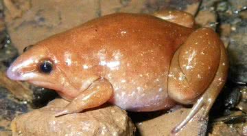 Fotografia de uma Synapturanus mesomorphus - Divulgação/ Senckenberg/ Hölting