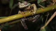 Foto da Hyloscirtus tolkieni, nova espécie de rã descoberta no Equador - Divulgação/Arquivo Museo de Zoología, Universidad San Francisco de Quito/Juan Carlos Sánchez-Nivicela