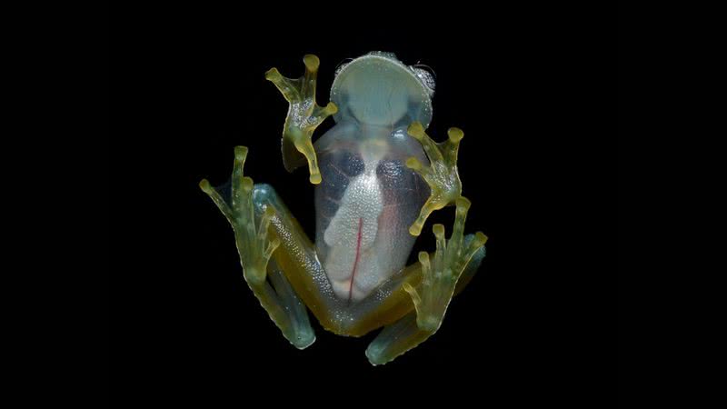 Sapo de vidro (Nymphargus bejaranoi) - Geoff Gallice via Wikimedia Commons