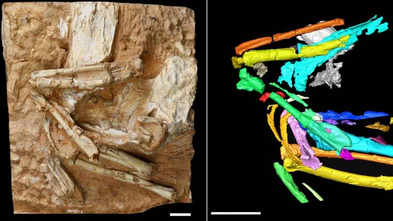 O fóssil da ave e sua tomografia computadorizada - Divulgação/Instituto de Paleontologia e Paleoantropologia de Vertebrados (IVPP)