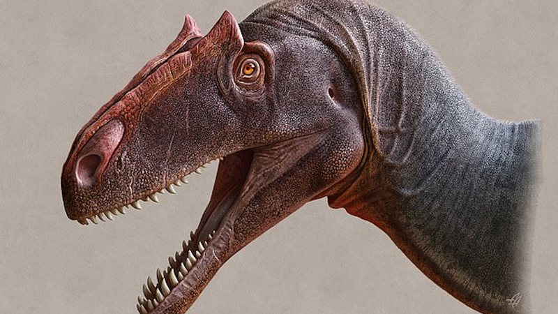 O dinossauro Allosaurus jimmadseni - Divulgação