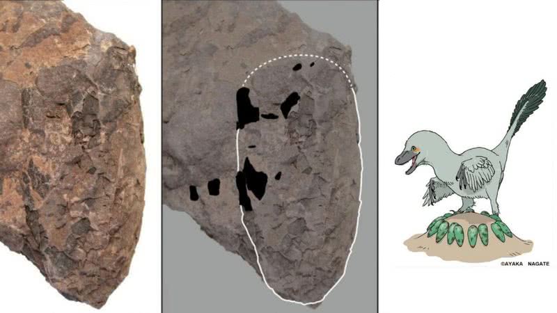 A formação fossilizada e uma ilustração da espécie de dinossauros - Universidade de Tsukuba / Museu da Natureza e Atividades Humanas