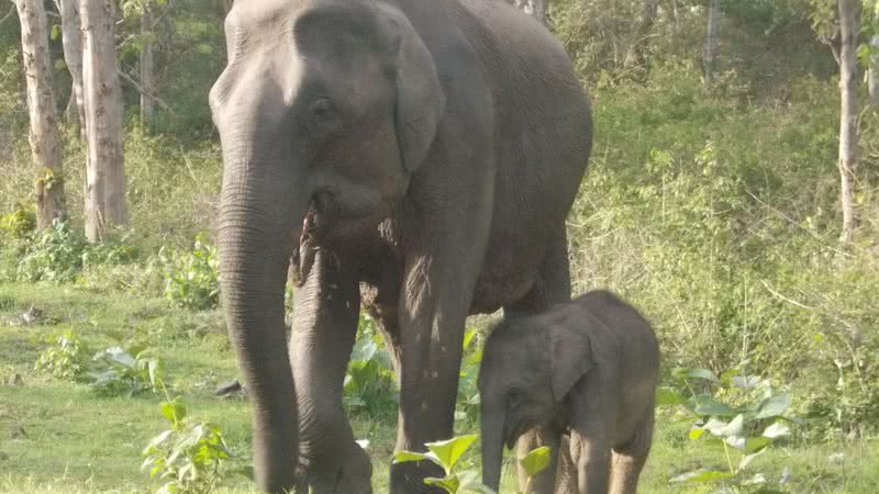 Elefante asiático em parque indiano - Wikimedia Commons