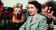 Rainha Elizabeth II ainda jovem, ao lado de um de seus muitos corgis - Divulgação