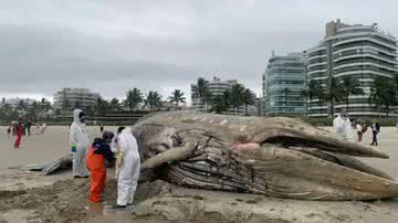 Baleia Jubarte - Divulgação/Instituto Gremar