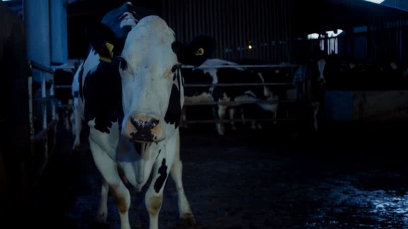 Cena do inusitado documentário 'Cow' - Divulgação/ Vídeo/ The Playlist