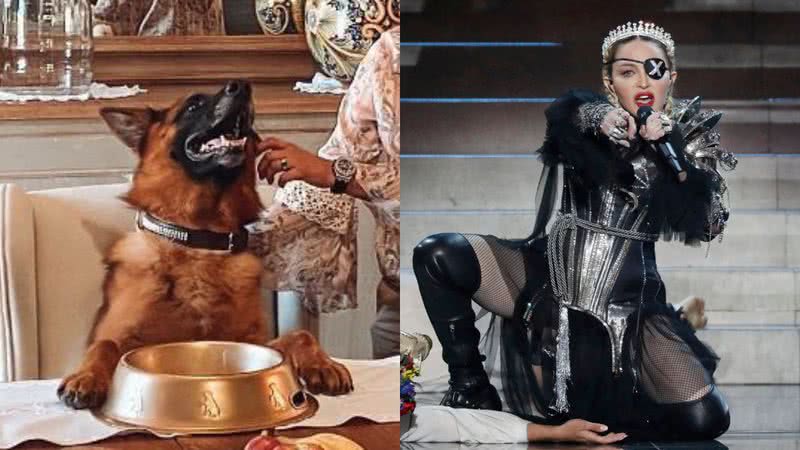 Á esquerda o cão Gunther 6º e à direita Madonna - Reprodução / Instagram e Getty Images