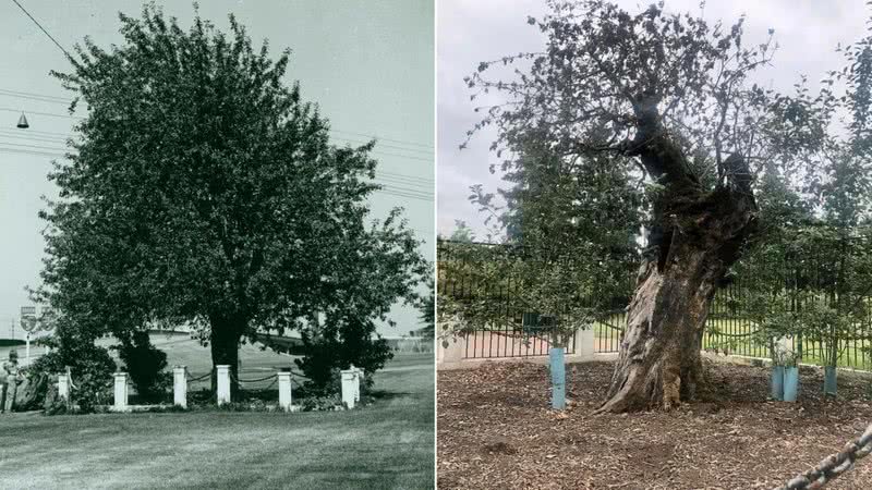 À esquerda uma fotografia antiga da árvore, sem data, e à direita uma fotografia da macieira em 2020. - Divulgação/Museu Histórico do Condado de Clark