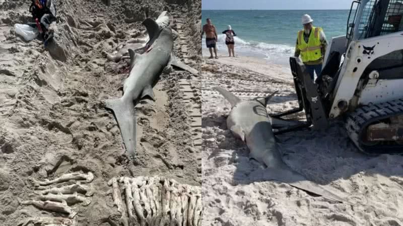 Tubarão em praia na Flórida - Divulgação/Facebook/American Shark Conservancy