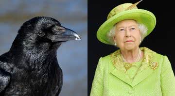 Montagem meramente ilustrativa de um corvo e da rainha Elizabeth II - Creative Commons