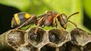 Reino biológico é dividido de acordo com as características físicas dos seres vivos - (Imagem: Shutterstock)