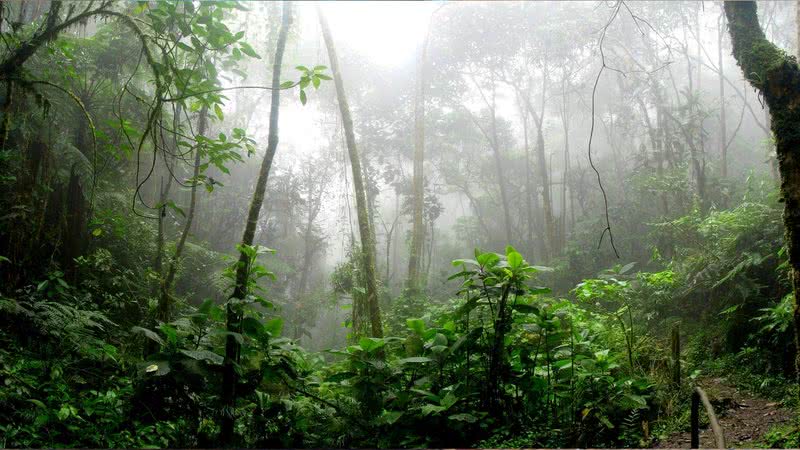 Floresta Amazônica poderá começar a liberar praticamente todas as toneladas de carbono que ela absorve