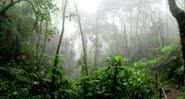 Floresta Amazônica poderá começar a liberar praticamente todas as toneladas de carbono que ela absorve