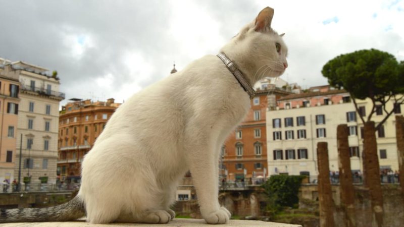 Gato em meio a uma cidade vazia - Getty Images